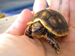 Redfoot Tortoise hatchling