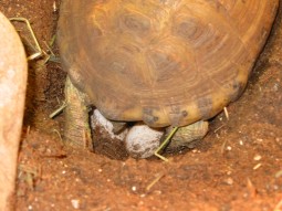 Female Russian Tortoise Laying Eggs