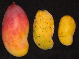 Mangoes, Another of the Top Redfoot Tortoise Foods
